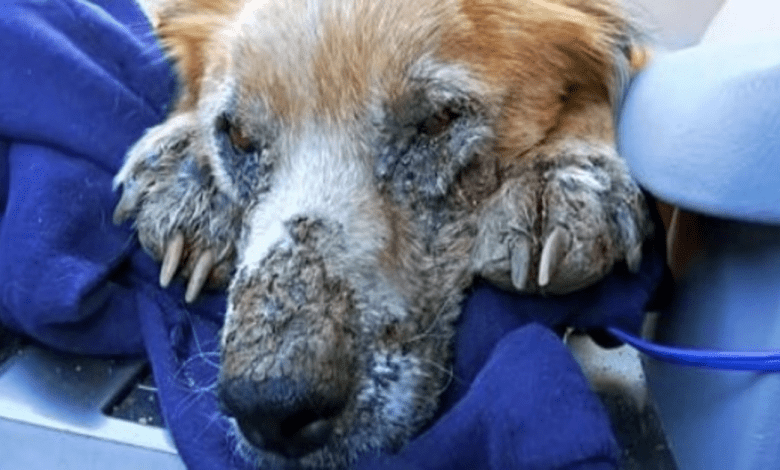 Ailing homeless dog closed his eyes, knowing he was finally safe for first time