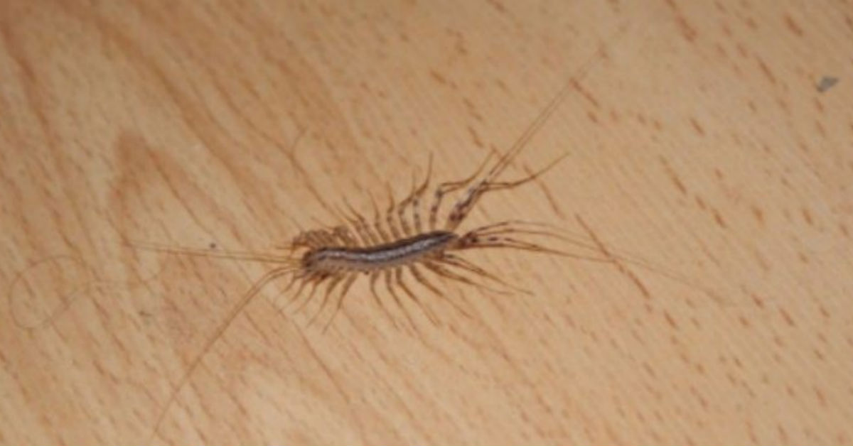 Reasons Not To Kill A House Centipede If You Find One Inside Your House