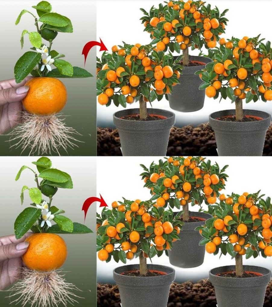 Planting and Cultivating Tangerine Trees: A Comprehensive Guide