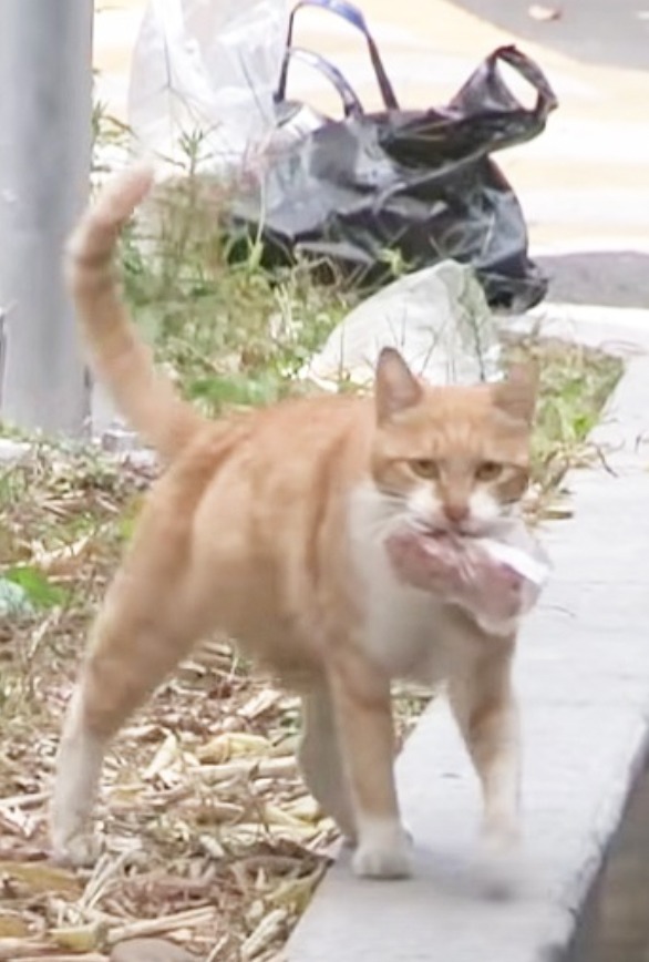 The Unbreakable Bond Between a Stray Mother Cat and Her Kitten