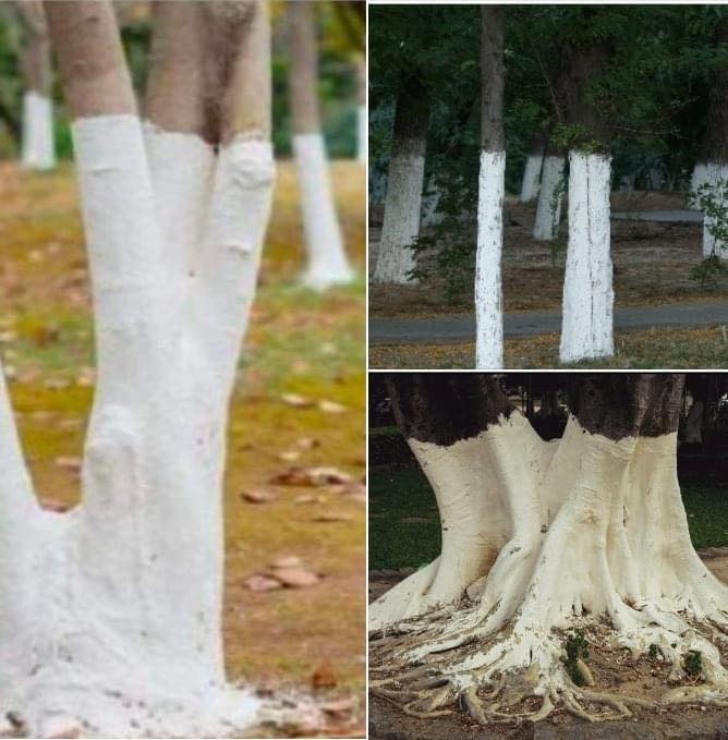 The Mysterious White Painted Trees