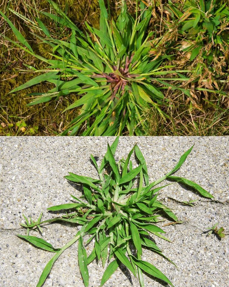 Unveiling the Healing Potential of Crabgrass: Nature’s Unexpected Remedy