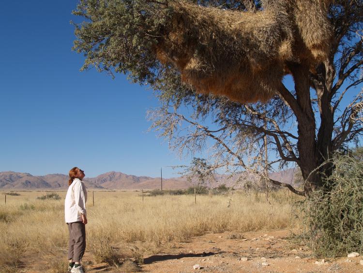 The Amazing Nests of the Common Social Weaver Bird