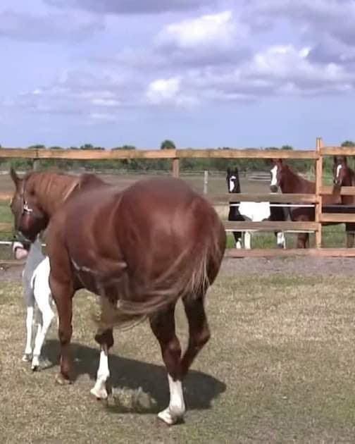 The Extraordinary Horse with Rare Markings