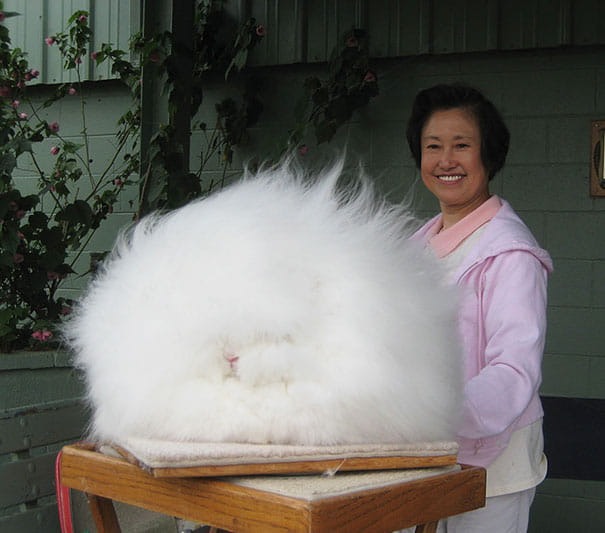 16 Fluffy Animals You Won’t Be Able to Resist