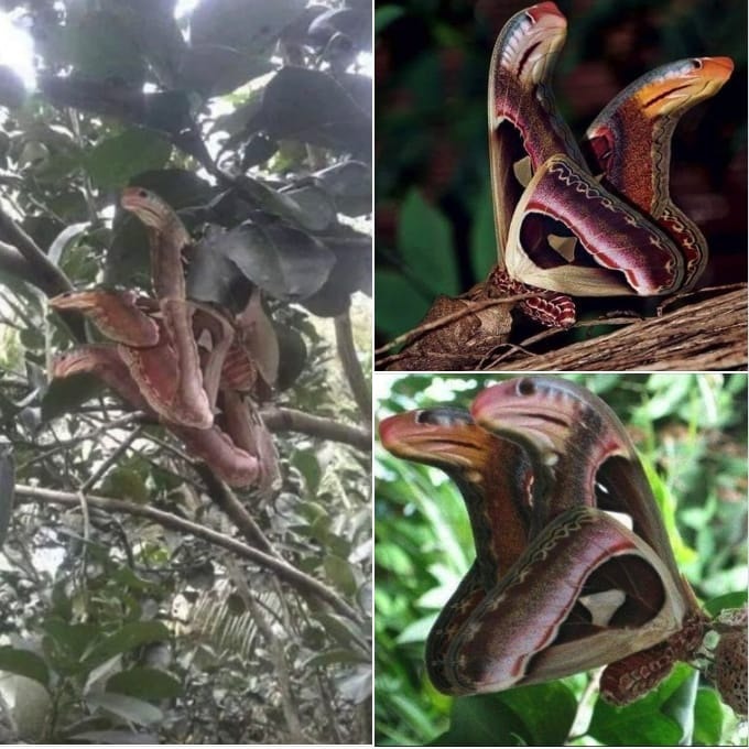 Discovering the Mysterious “Angry Snakes” in a Tree