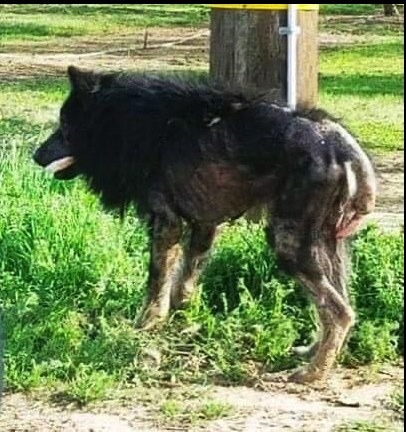 A Mysterious Creature in Madera Ranchos Finds Hope