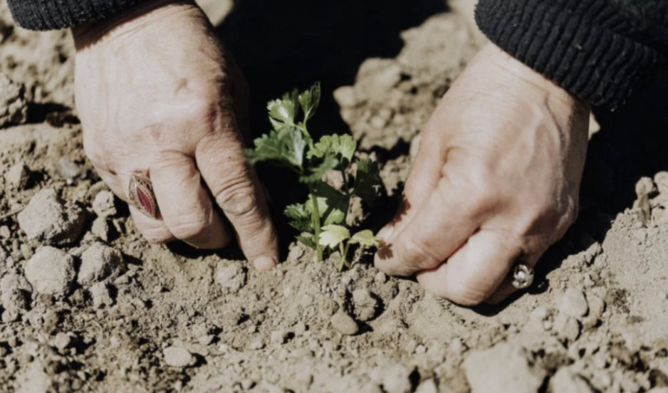 Poor Boy Takes Care of Grandma’s Garden After Her Death, Finds Dozens of Stashes Buried There – a Short Story