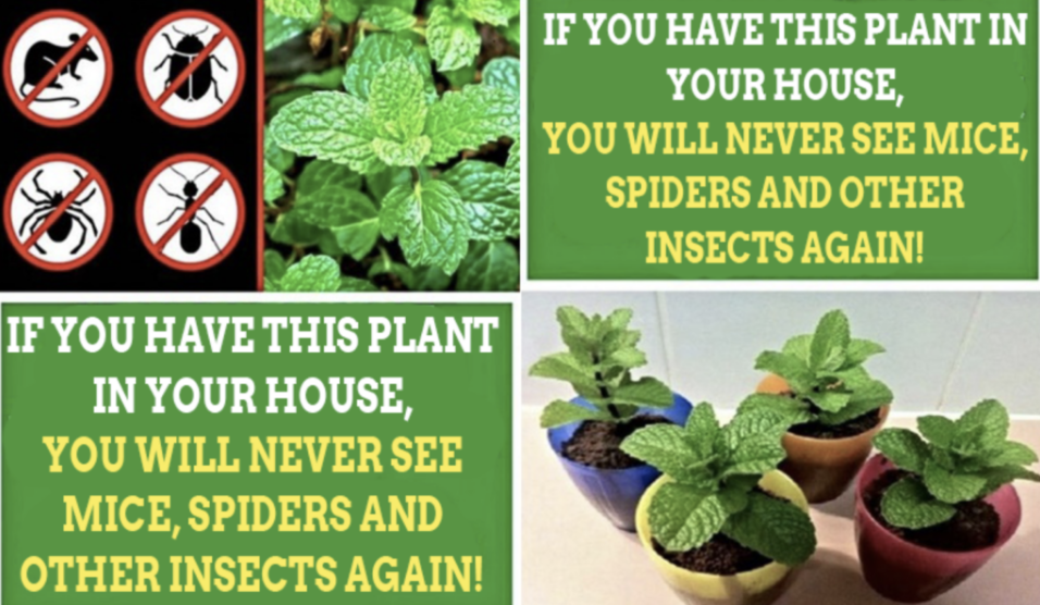 A Natural Solution to Keep Insects Away from Your Home