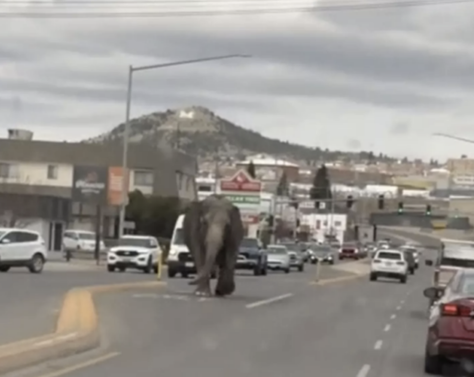 Surprise Elephant Visit in Butte, Montana: A Remarkable Encounter!