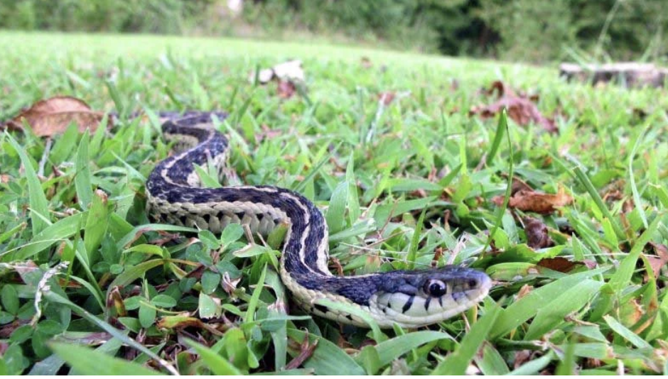 Keeping Snakes Away from Your Yard: Easy and Compassionate Techniques