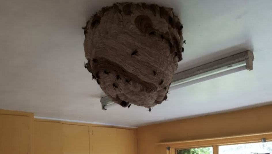 Large Asian Hornet Nests Discovered in St Brelades