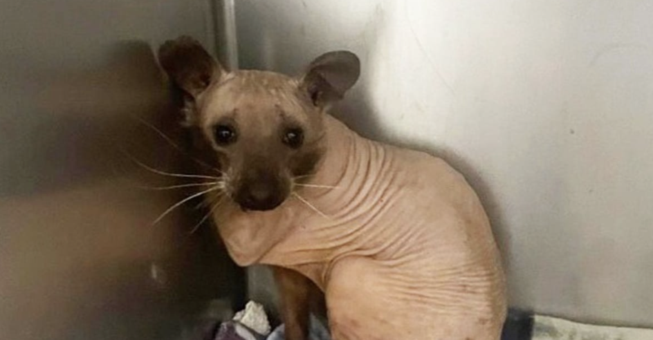 A Surprising Creature Rescued: Not a Hairless Cat, but Something Rarer!