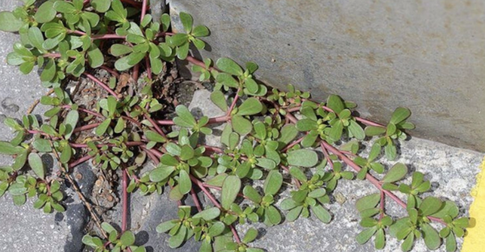 Don’t Remove This Weed If You See It: Here Are 10 Reasons Why