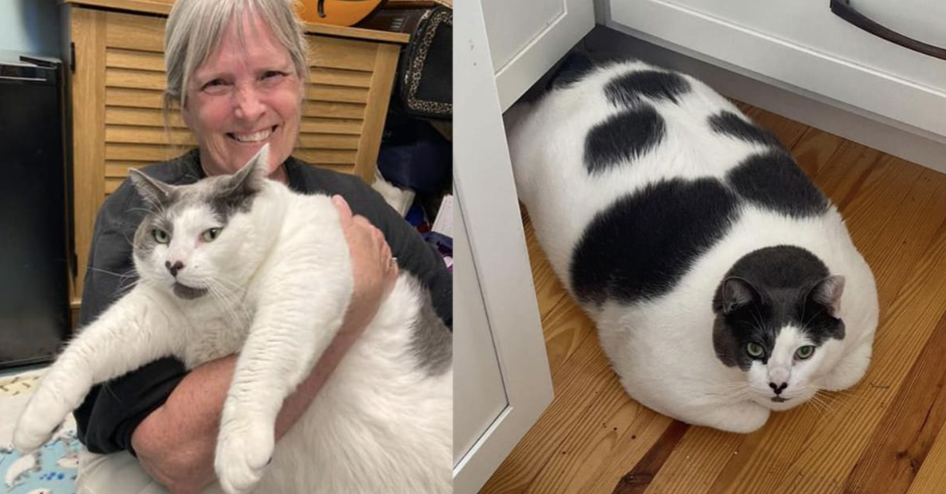 A Remarkable Weight Loss Journey: Patches the Cat’s Transformation