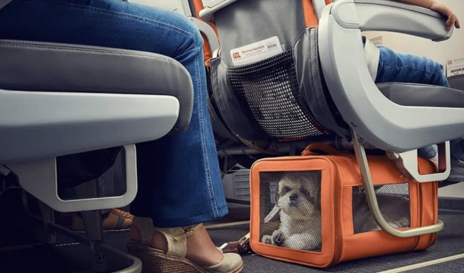 Airline to Allow Dogs and Cats in the Cabins