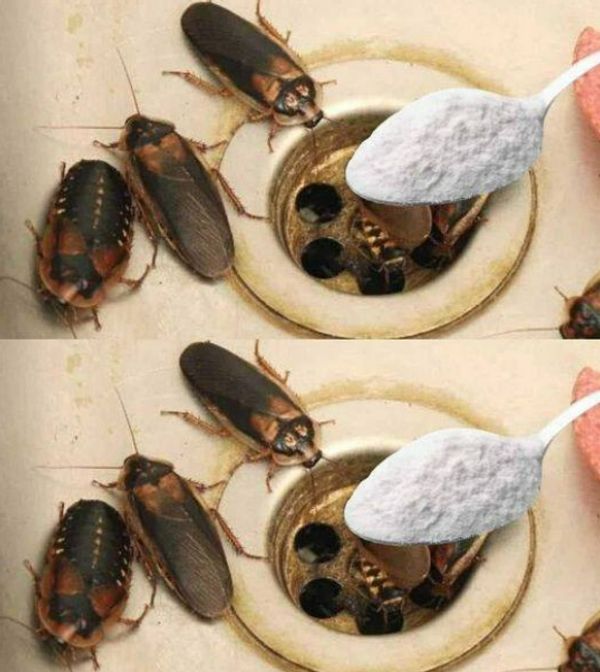 Dealing with Cockroaches in Your Home: A Natural Solution