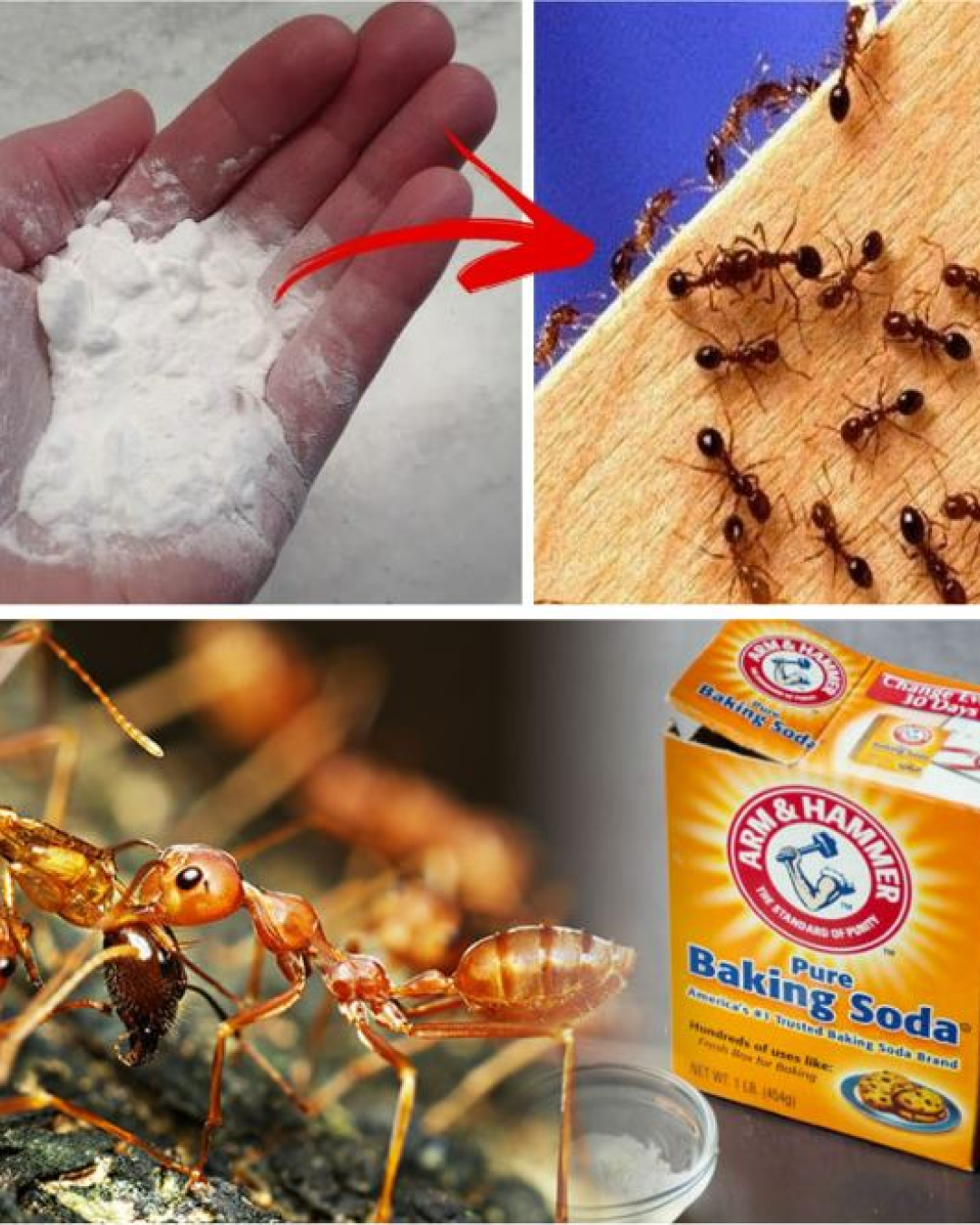 The powerful mixture that permanently rids you of ants in the house