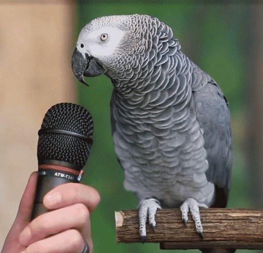 Parrot Is Asked How He Views Himself