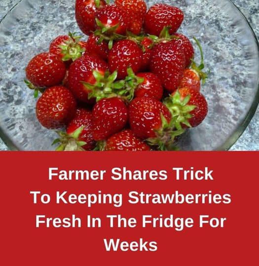 Tips and Tricks to Keep Your Strawberries Fresh for Longer