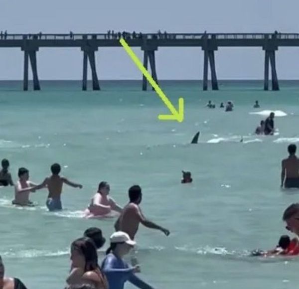 Disturbing Encounter With Sharks at Florida’s Beach Raises Safety Concerns